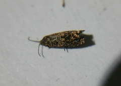 Enarmonia formosana