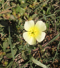 Tribulus