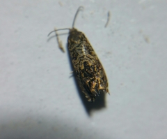 Enarmonia formosana