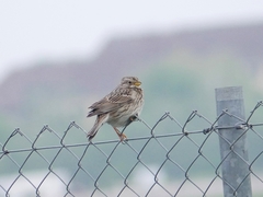 Emberiza calandra