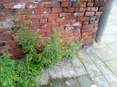 Sisymbrium orientale