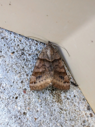 Clover Looper Moth photo 5