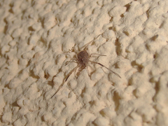 Lacinius horridus