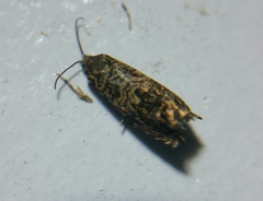 Enarmonia formosana