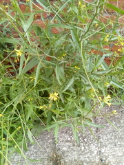 Sisymbrium orientale