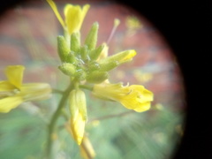 Sisymbrium orientale