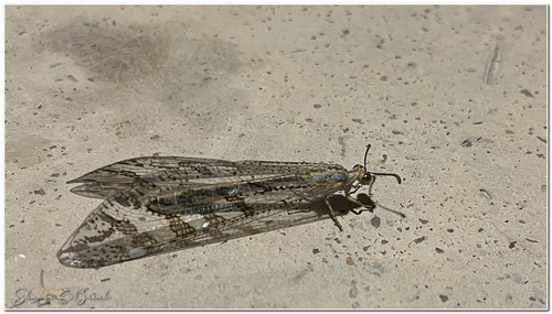 Palparidius fascipennis