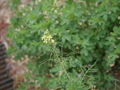 Sisymbrium altissimum