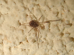 Lacinius horridus