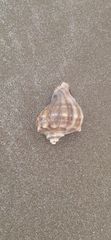 アカニシ