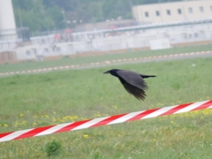 Corvus frugilegus