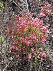 Erica dispar