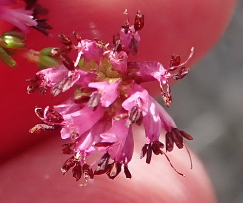 Image of Stillbay Minor Heath (Erica dispar) by (c) Nicola van Berkel, some rights reserved (CC BY-SA)