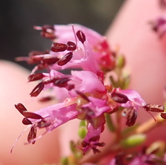 Erica dispar