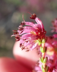 Erica dispar