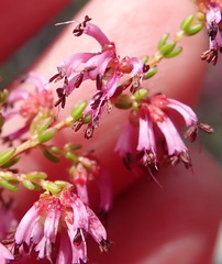 Erica dispar