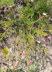 Erica dispar