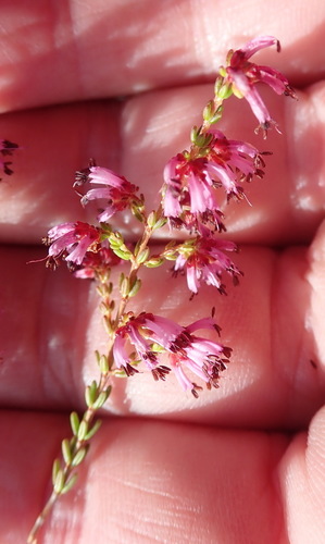 Image of Stillbay Minor Heath (Erica dispar) by (c) Nicola van Berkel, some rights reserved (CC BY-SA)