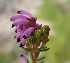 Erica dispar