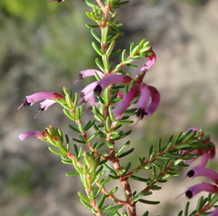 Erica dispar