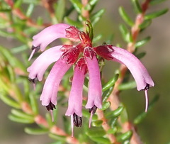 Erica dispar