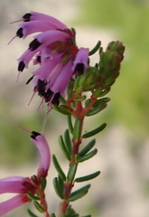 Erica dispar
