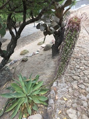 Agave mitis mitis