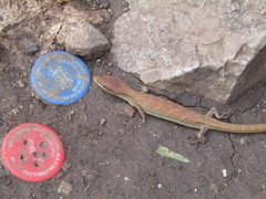 Gerrhonotus ophiurus