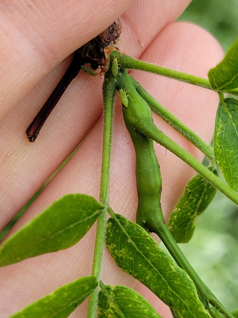 Neolasioptera brevis