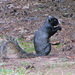 Southern Fox Squirrel - Photo (c) Vicki  DeLoach, some rights reserved (CC BY-NC-ND)