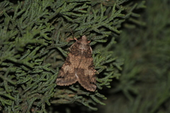 Melipotis agrotoides