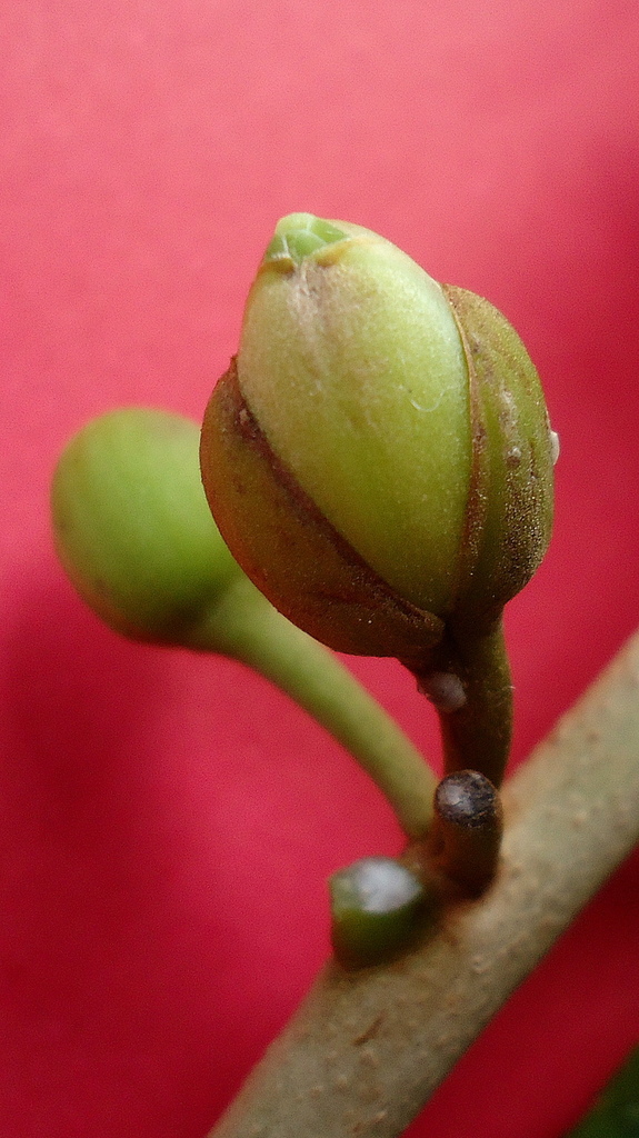 Pouteria grandiflora