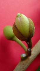 Pouteria grandiflora