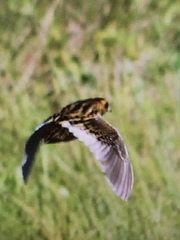 Coturnicops noveboracensis