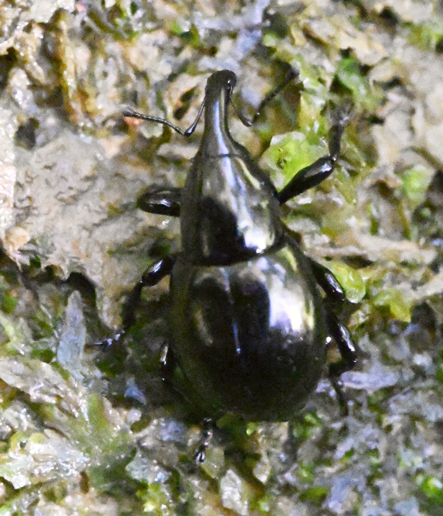 Carbonomassula