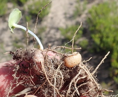 Eriospermum vermiforme