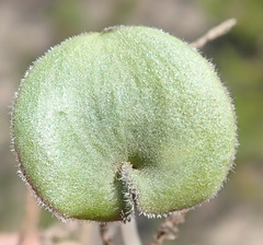 Eriospermum vermiforme