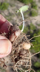 Eriospermum vermiforme