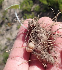 Eriospermum vermiforme