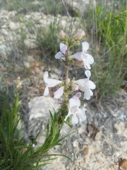 Penstemon guadalupensis