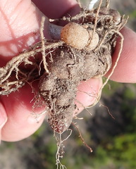 Eriospermum vermiforme