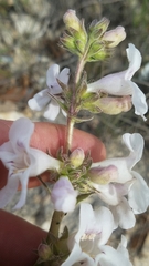 Penstemon guadalupensis