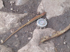 Gerrhonotus ophiurus