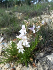 Penstemon guadalupensis