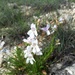 Penstemon guadalupensis - Photo (c) Eric Keith, μερικά δικαιώματα διατηρούνται (CC BY-NC), uploaded by Eric Keith
