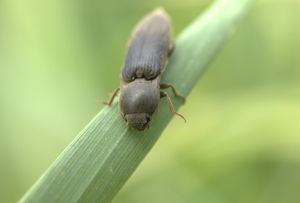 Agriotes sordidus
