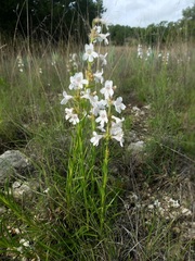 Penstemon guadalupensis