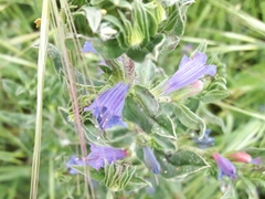 Echium rosulatum