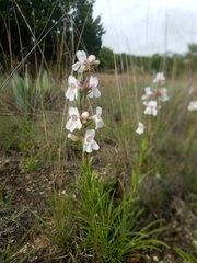 Penstemon guadalupensis