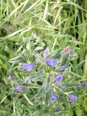 Echium rosulatum